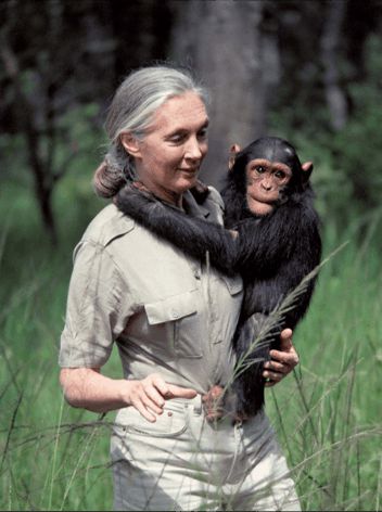 Chimp Family Brass Sergio Lub Cuff Bracelet - Jane Goodall - JG1M